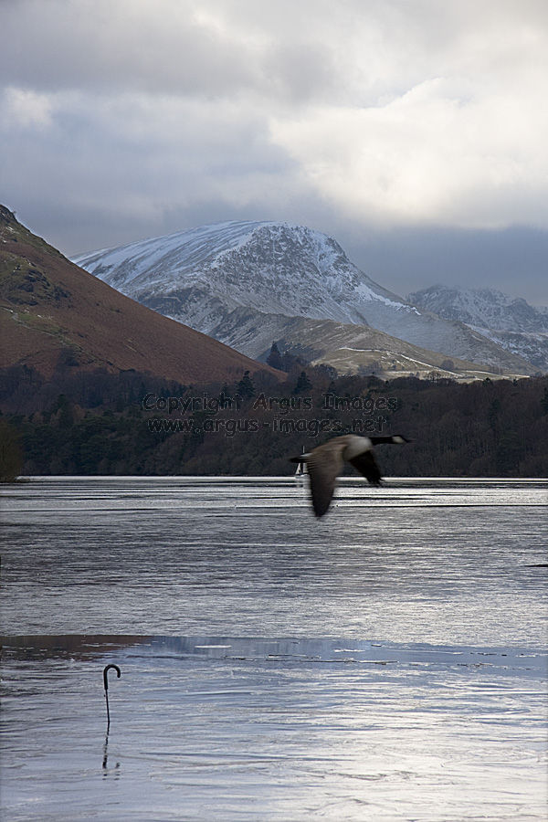Winter Flight